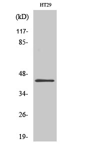 Rabbit Polyclonal Antibody to GATA-1
