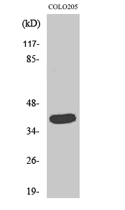 Rabbit Polyclonal Antibody to GATA-1