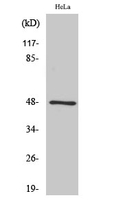 Rabbit Polyclonal Antibody to GATA-4