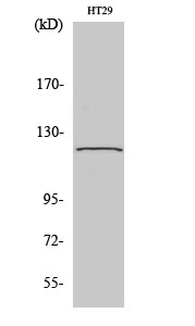 Rabbit Polyclonal Antibody to GCP5