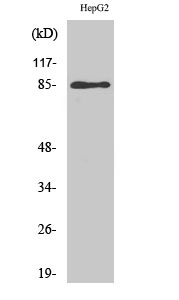 Rabbit Polyclonal Antibody to GIT2