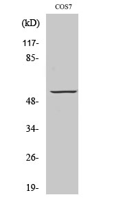 Rabbit Polyclonal Antibody to GPR101