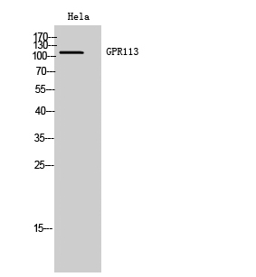 Rabbit Polyclonal Antibody to GPR113