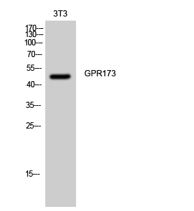 Rabbit Polyclonal Antibody to GPR173
