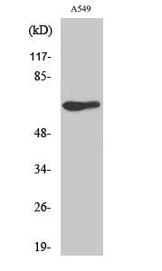 Rabbit Polyclonal Antibody to GPR50