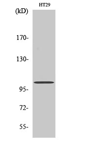 Rabbit Polyclonal Antibody to GRIN1
