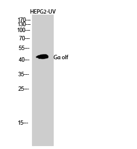 Rabbit Polyclonal Antibody to Gα olf