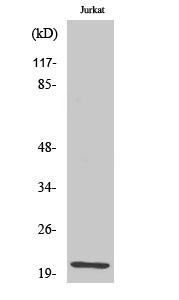Rabbit Polyclonal Antibody to HEN1/2