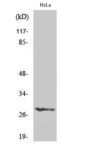 Rabbit Polyclonal Antibody to HES-6