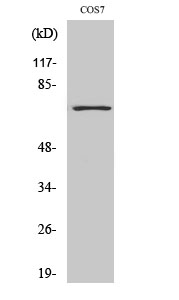 Rabbit Polyclonal Antibody to Histone deacetylase 10