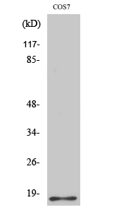 Rabbit Polyclonal Antibody to Histone H2B