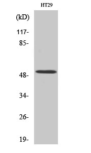 Rabbit Polyclonal Antibody to HNF-4α