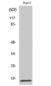 Rabbit Polyclonal Antibody to IFN-γ