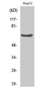 Rabbit Polyclonal Antibody to IK
