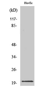 Rabbit Polyclonal Antibody to IL-21