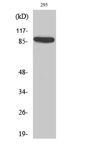 Rabbit Polyclonal Antibody to IL-4Rα