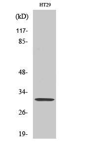 Rabbit Polyclonal Antibody to IL-5