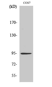 Rabbit Polyclonal Antibody to Insulin R