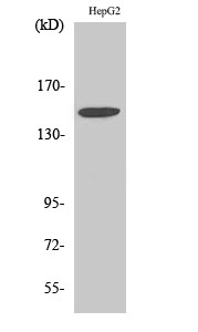 Rabbit Polyclonal Antibody to Integrin α3