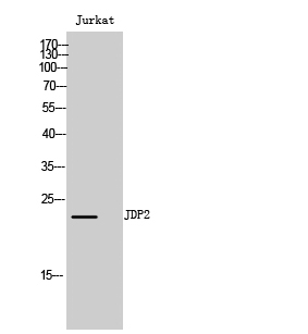 Rabbit Polyclonal Antibody to JDP2