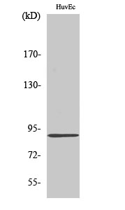 Rabbit Polyclonal Antibody to Kanadaptin