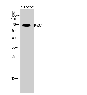 Rabbit Polyclonal Antibody to Kv3.4