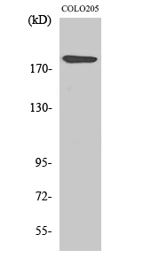 Rabbit Polyclonal Antibody to Laminin α-4