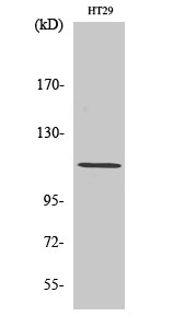 Rabbit Polyclonal Antibody to Lfc