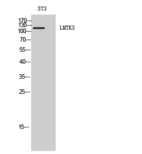 Rabbit Polyclonal Antibody to LMTK3