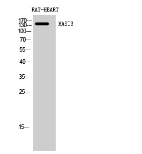 Rabbit Polyclonal Antibody to MAST3