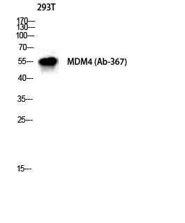 Rabbit Polyclonal Antibody to MDMX