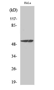 Rabbit Polyclonal Antibody to MEF-2