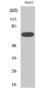 Rabbit Polyclonal Antibody to MEK Kinase-3