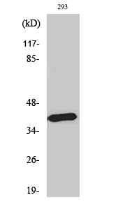 Rabbit Polyclonal Antibody to MEL-1B-R