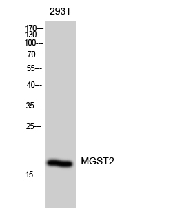 Rabbit Polyclonal Antibody to MGST2