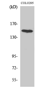 Rabbit Polyclonal Antibody to MINK1