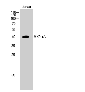 Rabbit Polyclonal Antibody to MKP-1/2