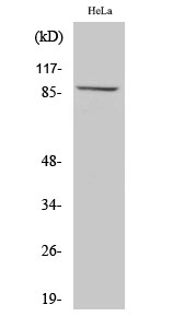 Rabbit Polyclonal Antibody to MLTK