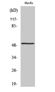 Rabbit Polyclonal Antibody to Mnk1