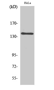 Rabbit Polyclonal Antibody to MOV10L1