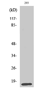 Rabbit Polyclonal Antibody to MRP-L14