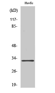 Rabbit Polyclonal Antibody to MRP-L24