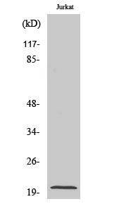 Rabbit Polyclonal Antibody to MRP-L54