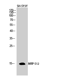 Rabbit Polyclonal Antibody to MRP-S12
