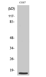 Rabbit Polyclonal Antibody to MRP-S21