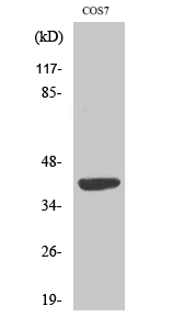 Rabbit Polyclonal Antibody to MRP-S22