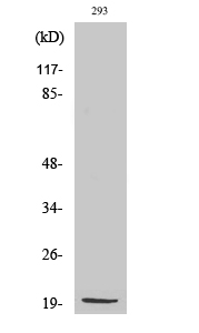 Rabbit Polyclonal Antibody to MRP-S25