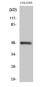 Rabbit Polyclonal Antibody to MST-3