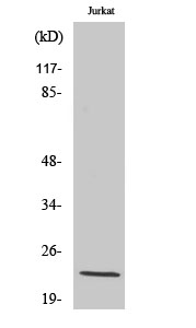 Rabbit Polyclonal Antibody to Musculin
