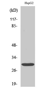 Rabbit Polyclonal Antibody to Myf-6